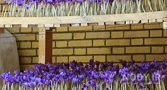 درآمد کشت زعفران گلخانه ای درآمد کشت زعفران گلخانه ای