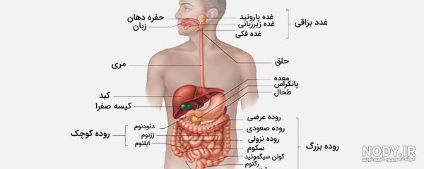 درد سمت چپ شکم در مردان درد سمت چپ شکم در مردان