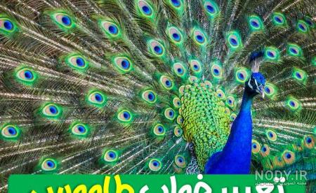 دم طاووس