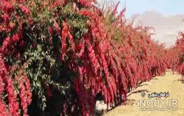 دیوار اصفهان دیوار اصفهان