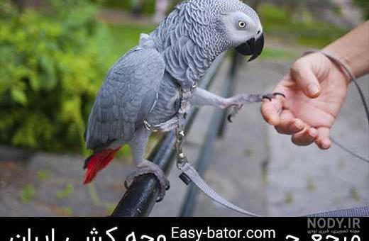 دیوار پرنده مشهد دیوار پرنده مشهد