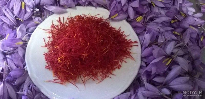 روش کاشت زعفران گلخانه ای بدون خاک روش کاشت زعفران گلخانه ای بدون خاک