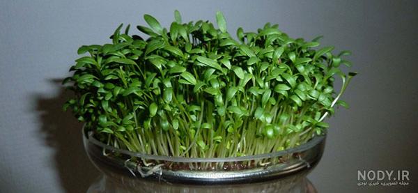 روش کاشت شاهی در گلدان