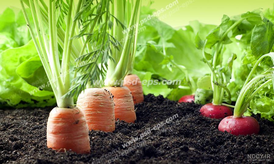 روش کاشت و نگهداری تربچه