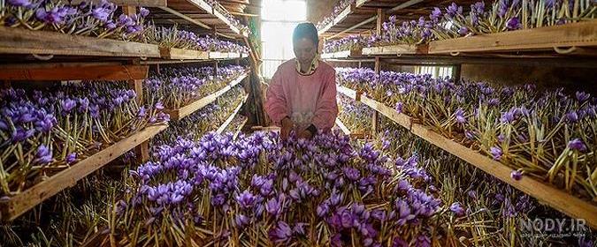 زعفران گلخانه ای اپارات زعفران گلخانه ای اپارات