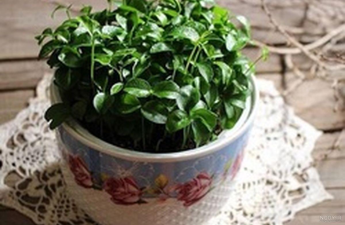سبزه عید با ابر سبزه عید با ابر
