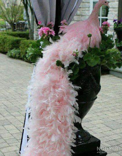 صدای طاووس صورتی