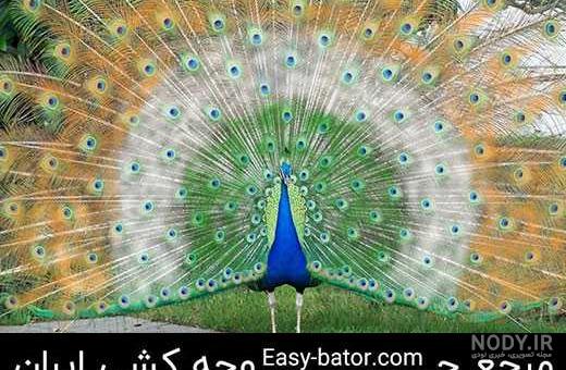 طاووس صورتی رنگ