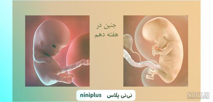 علائم رشد جنین
