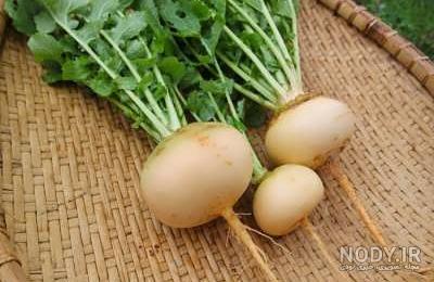 عکس برگ شلغم عکس برگ شلغم