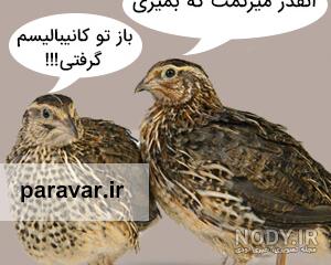 عکس بچه ی بلدرچین