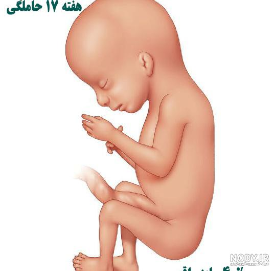 عکس جنین سه ماهه در رحم مادر