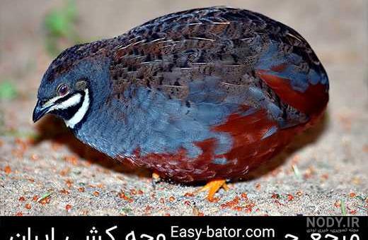 عکس جوجه بلدرچین