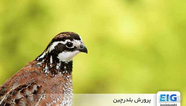 عکس جوجه بلدرچین یک روزه