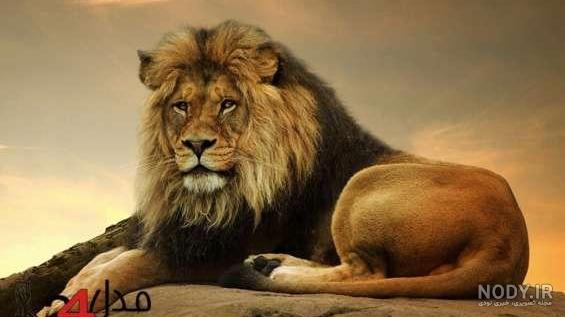 عکس حیوانات وحشی زیبا