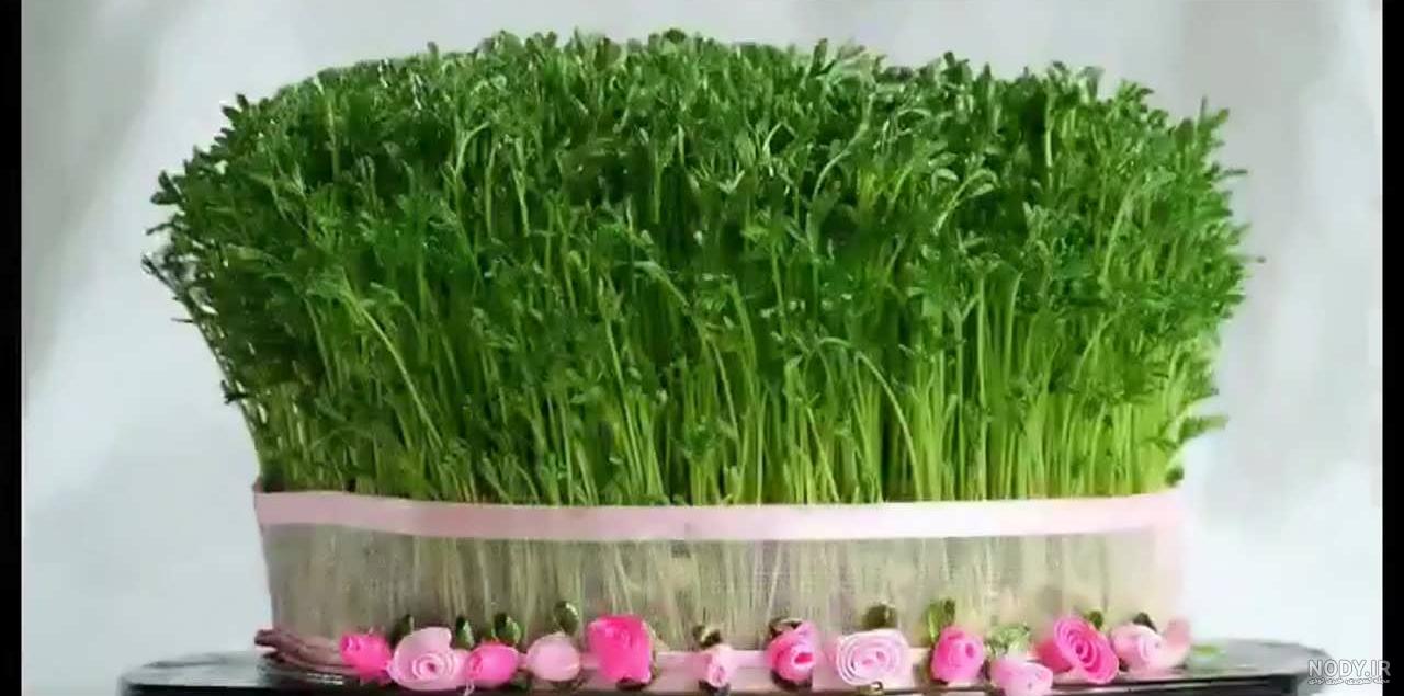 عکس سبزه عید با شاهی عکس سبزه عید با شاهی