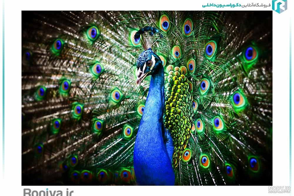 عکس سه بعدی طاووس