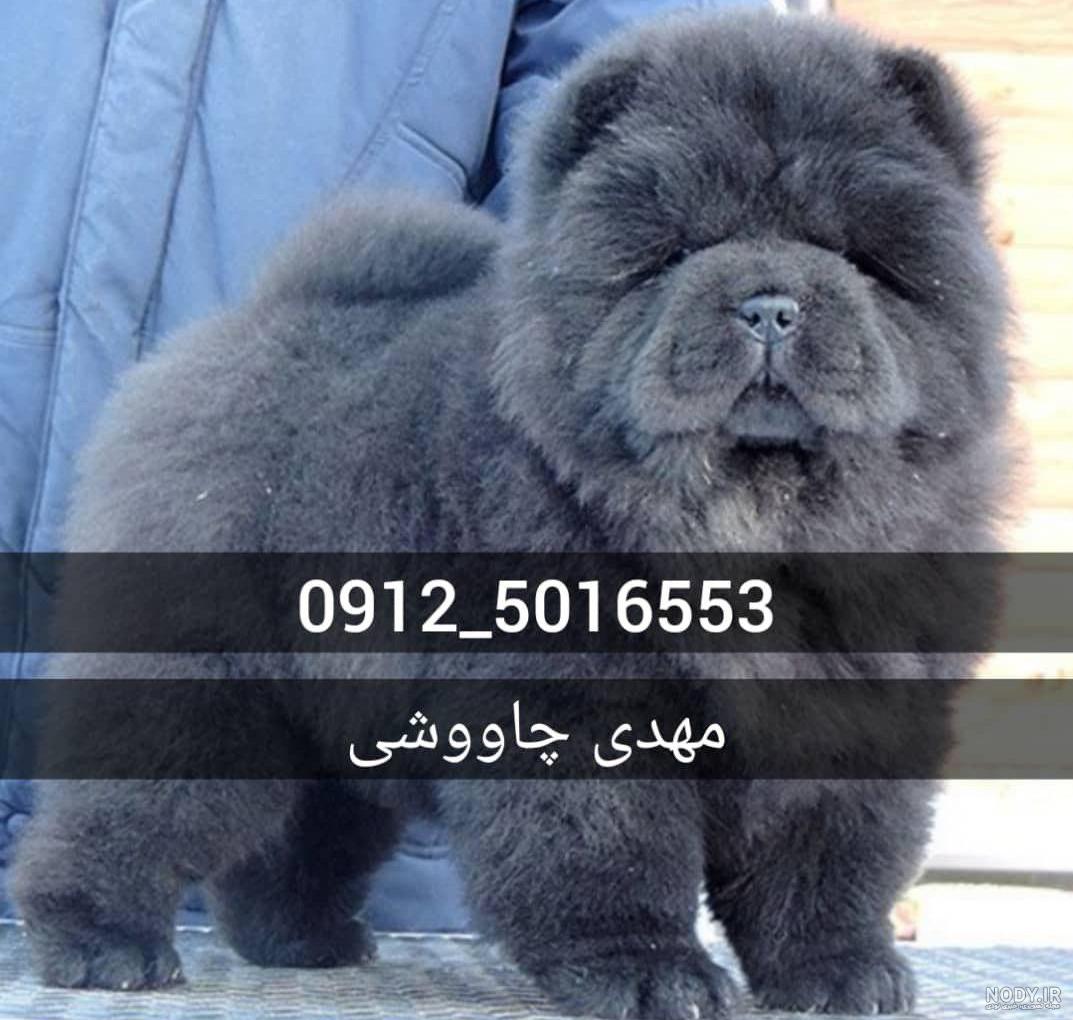 عکس سگ چاوچاو اصیل عکس سگ چاوچاو اصیل