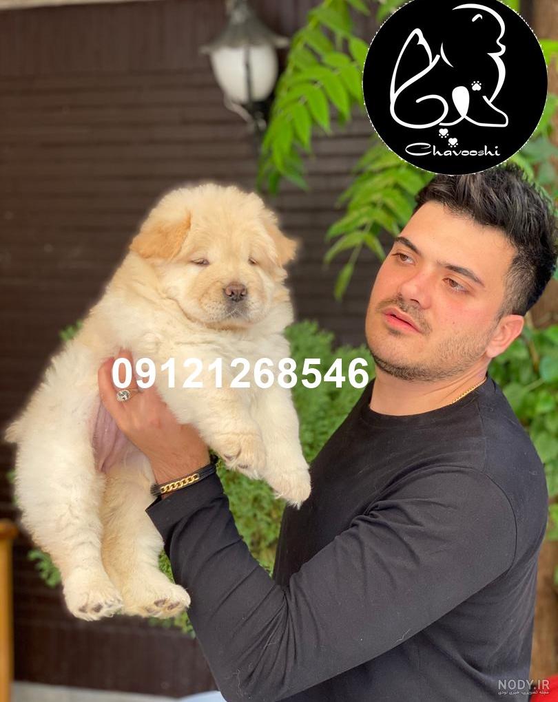 عکس سگ چاوچاو توله عکس سگ چاوچاو توله