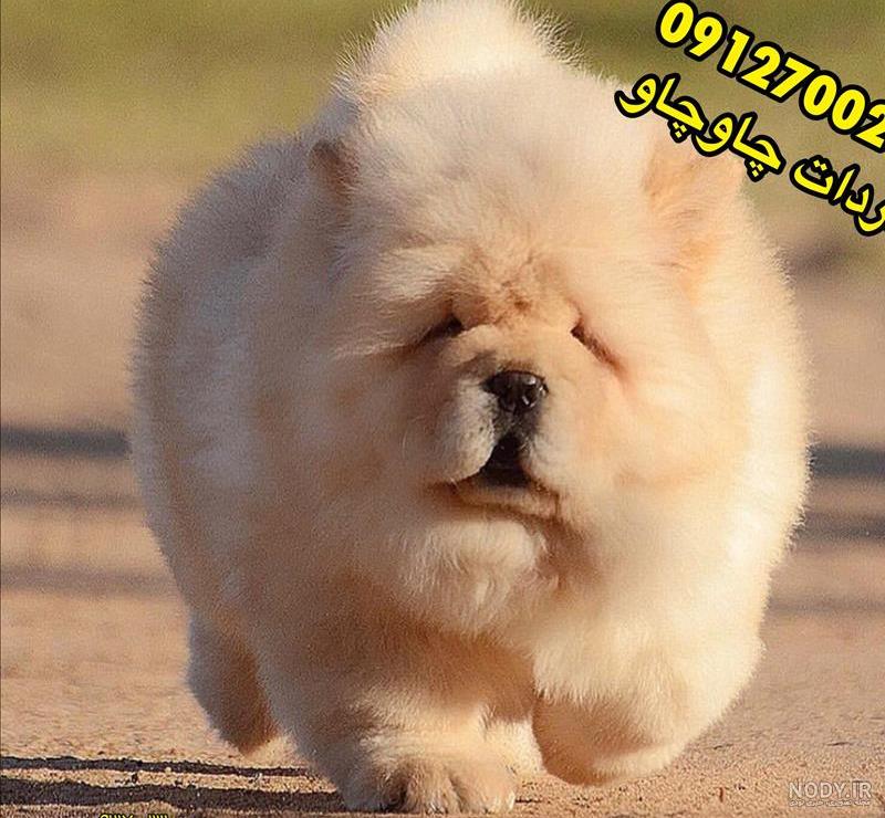 عکس سگ چاوچاو خرسی عکس سگ چاوچاو خرسی