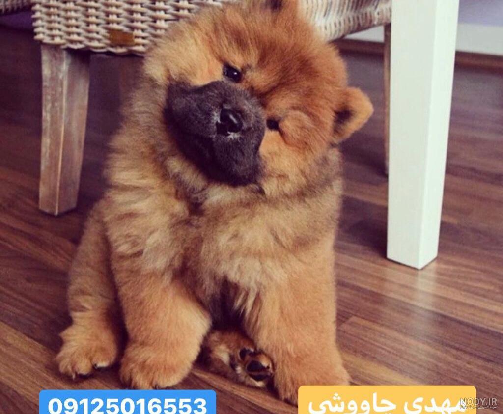 عکس سگ چاوچاو سفید عکس سگ چاوچاو سفید