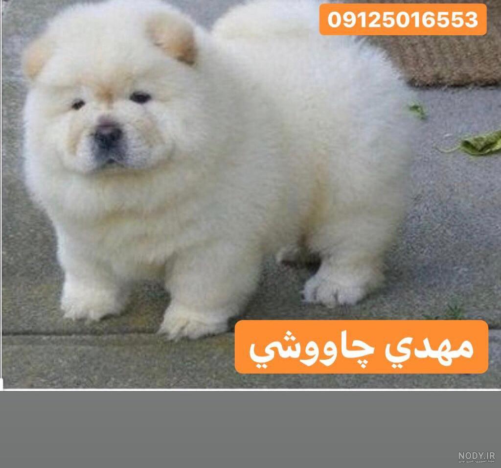 عکس سگ چاوچاو فروشی عکس سگ چاوچاو فروشی