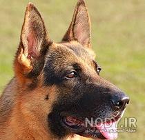 عکس سگ ژرمن شولاین