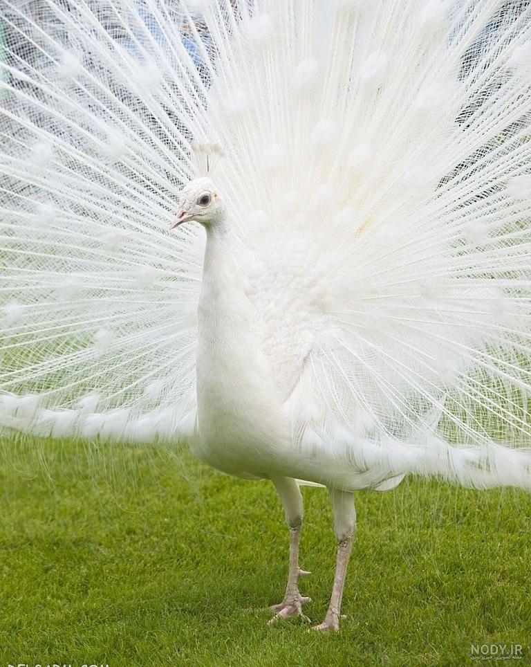 عکس طاووس سفید برای پروفایل