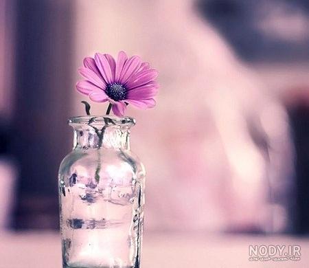 عکس پروفایل گل عاشقانه