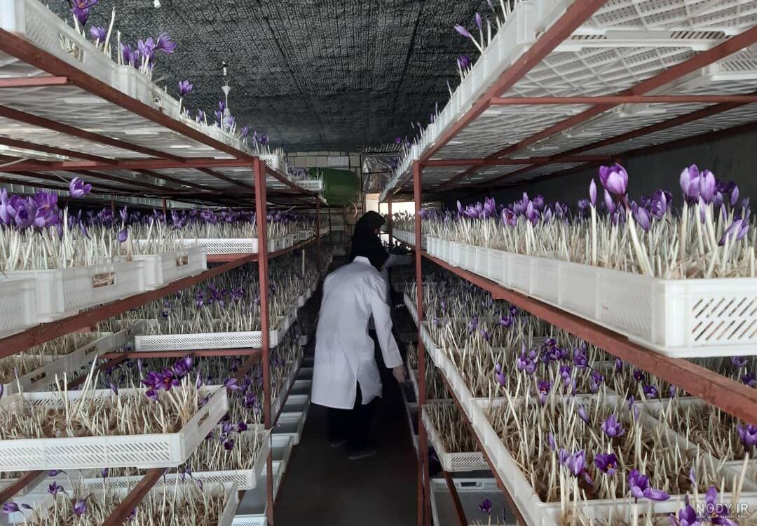 عکس کاشت زعفران گلخانه ای عکس کاشت زعفران گلخانه ای