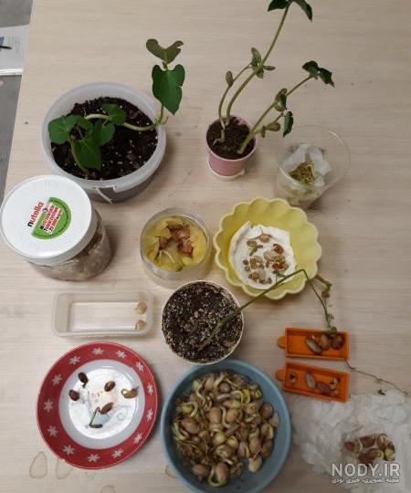 عکس کاشت لوبیا برای مدرسه عکس کاشت لوبیا برای مدرسه