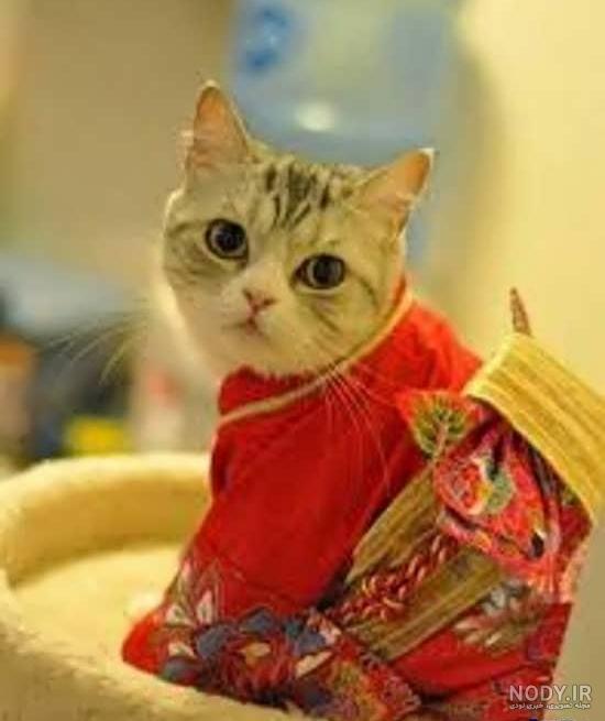 عکس گربه ناز برای پروفایل