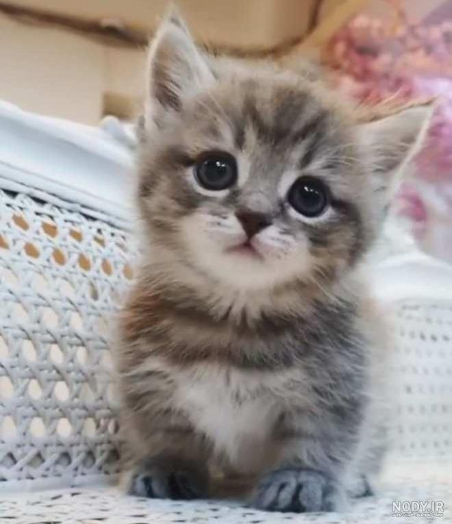 عکس گربه واقعی سیاه
