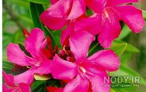 عکس گل خرزهره