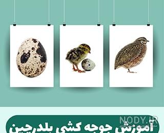 فروش جوجه بلدرچین