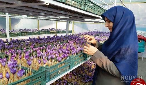 فیلم آموزش کشت زعفران گلخانه ای فیلم آموزش کشت زعفران گلخانه ای