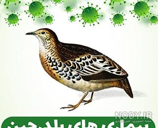 فیلم جوجه بلدرچین