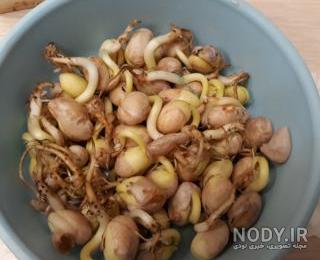 فیلم کاشت لوبیا برای مدرسه فیلم کاشت لوبیا برای مدرسه