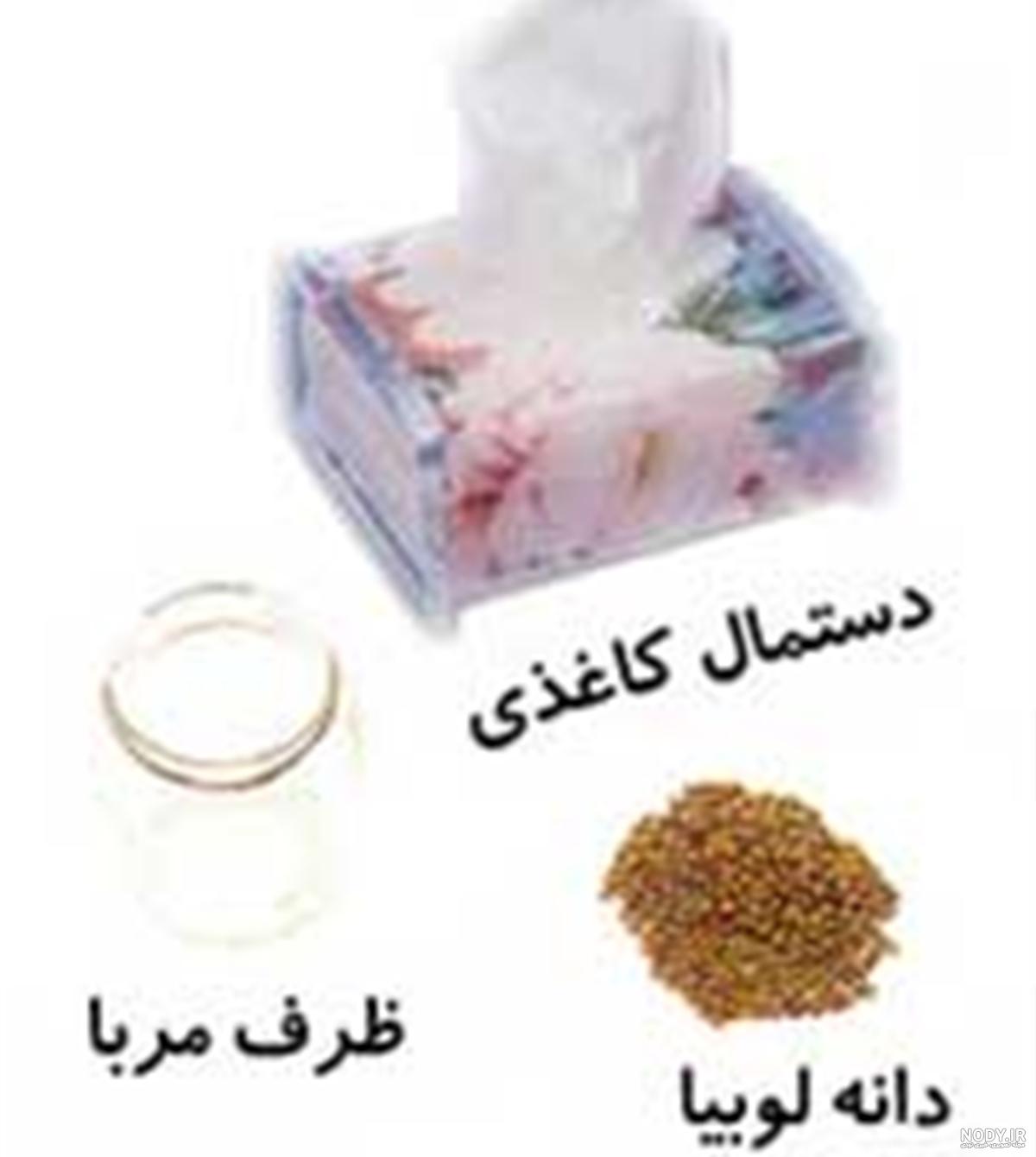 فیلم کاشت لوبیا چیتی در مزرعه فیلم کاشت لوبیا چیتی در مزرعه