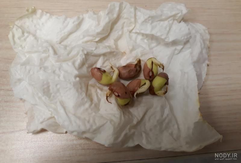 فیلم.مراحل کاشت لوبیا فیلم.مراحل کاشت لوبیا