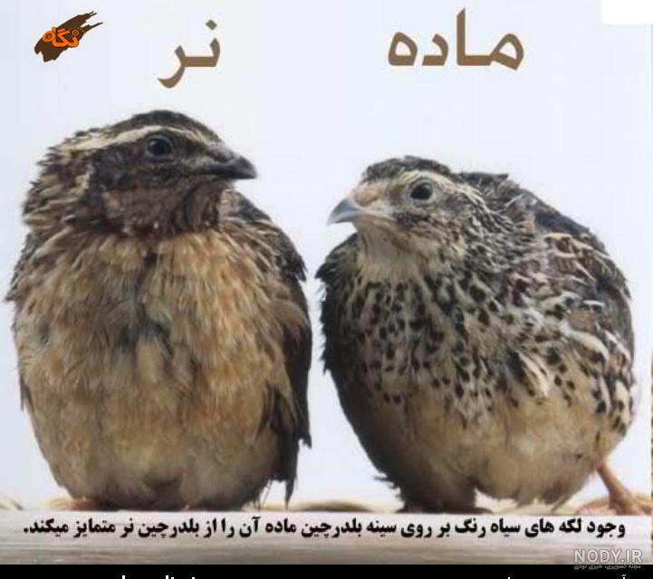 قیمت بلدرچین زنده سال ۹۹