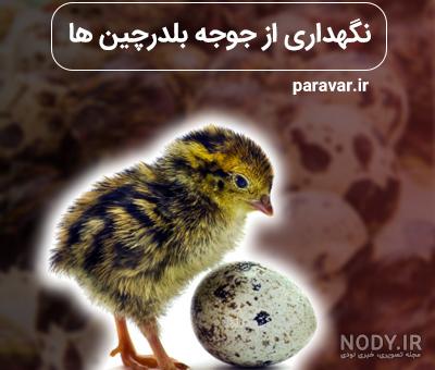 قیمت بلدرچین ژاپنی