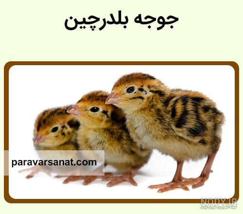 قیمت بلدرچین یک ماهه