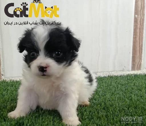 قیمت سگ تریر پاکوتاه