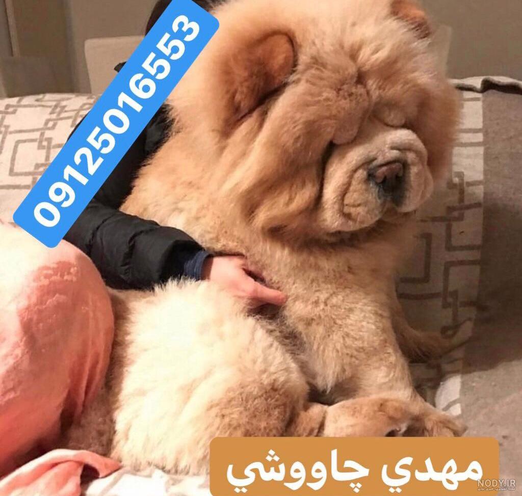قیمت سگ چاوچاو در ایران قیمت سگ چاوچاو در ایران