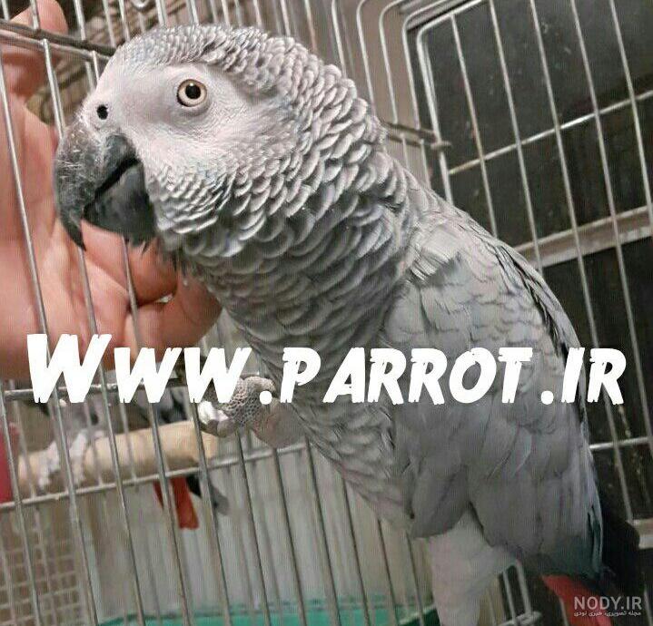 قیمت طوطی سخنگو ارزان در دیوار قیمت طوطی سخنگو ارزان در دیوار