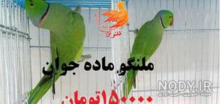 قیمت طوطی کاسکو دیوار قیمت طوطی کاسکو دیوار