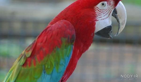قیمت طوطی کاسکو سخنگو قیمت طوطی کاسکو سخنگو