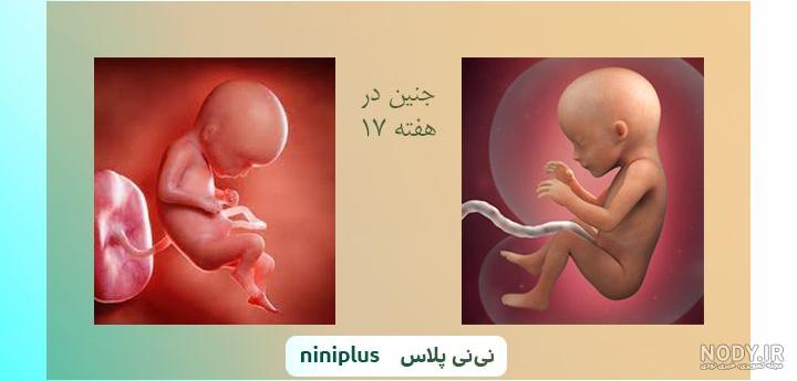 مراحل تشکیل جنین