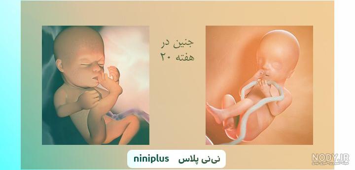 مراحل رشد جنین هفته به هفته